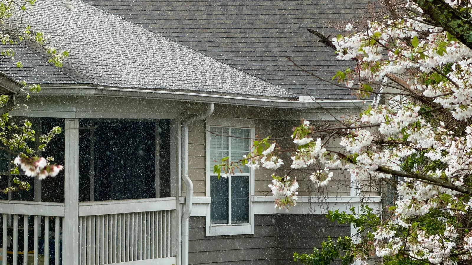 Rain falling past a gray lap-sided house with an asphalt-shingle roof and a covered porch, with white blossoms on a tree in the foreground