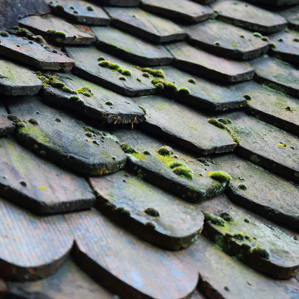 Moss growing between old wood roof shingles