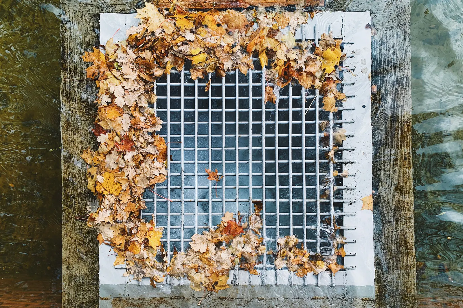 Autumn leaves caught around a metal drain grate