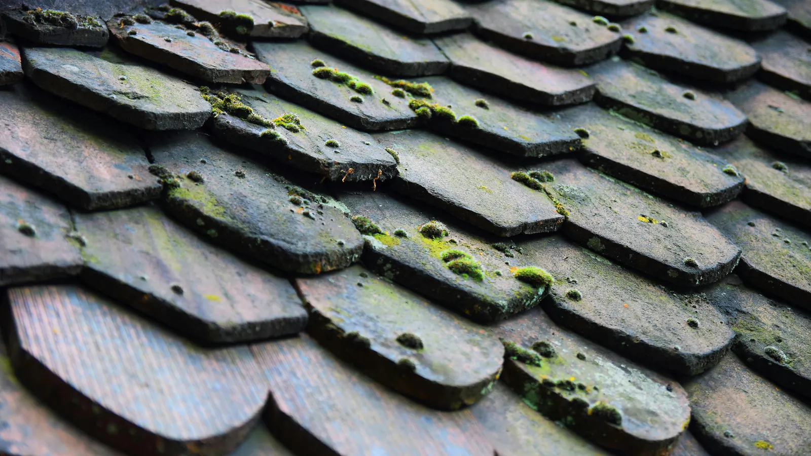 Close-up of weathered dark roof shingles with clumps of green moss growing along their edges and in the gaps
