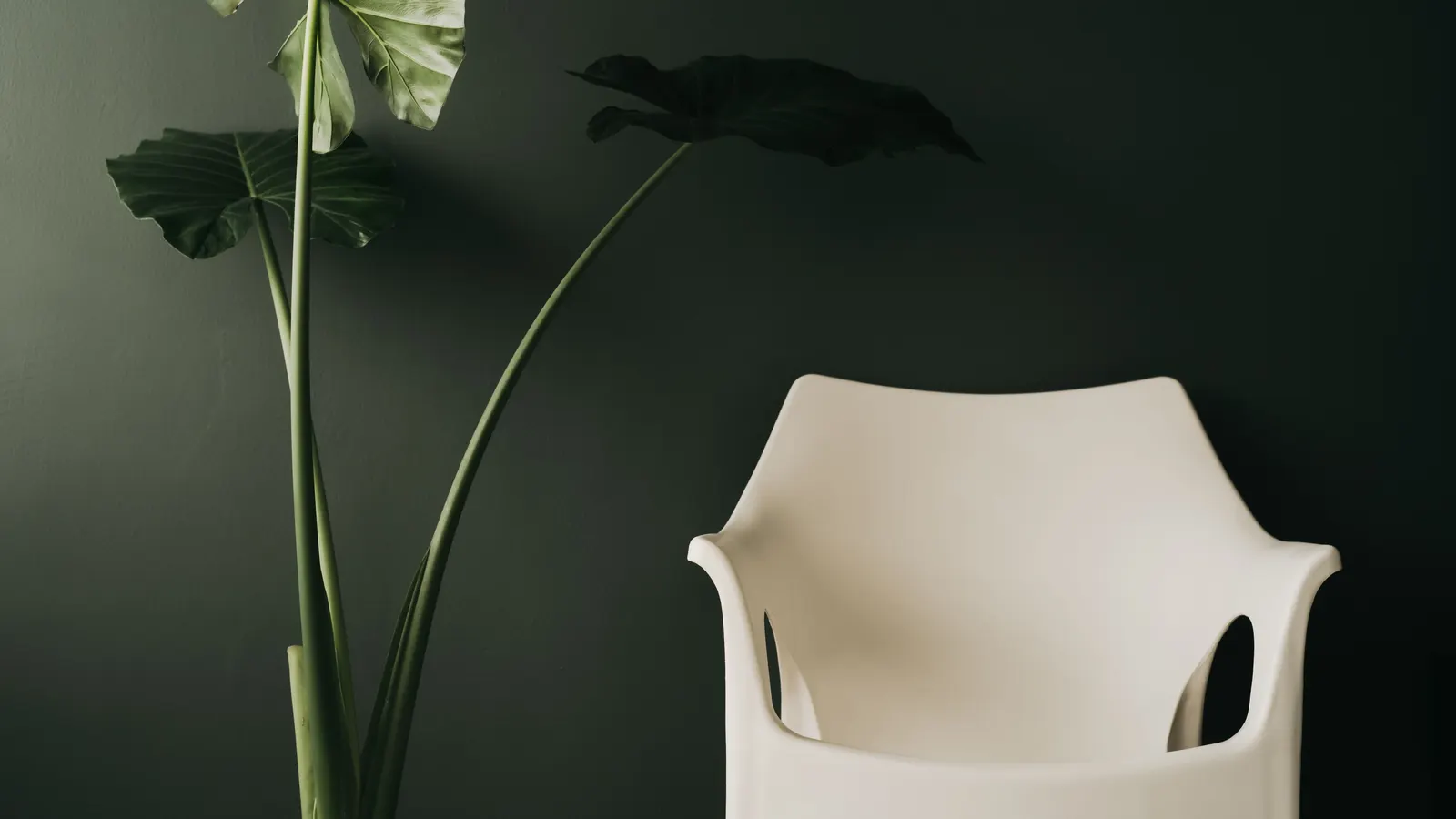 A white chair and a tall leafy plant against a dark green wall with a soft matte finish.