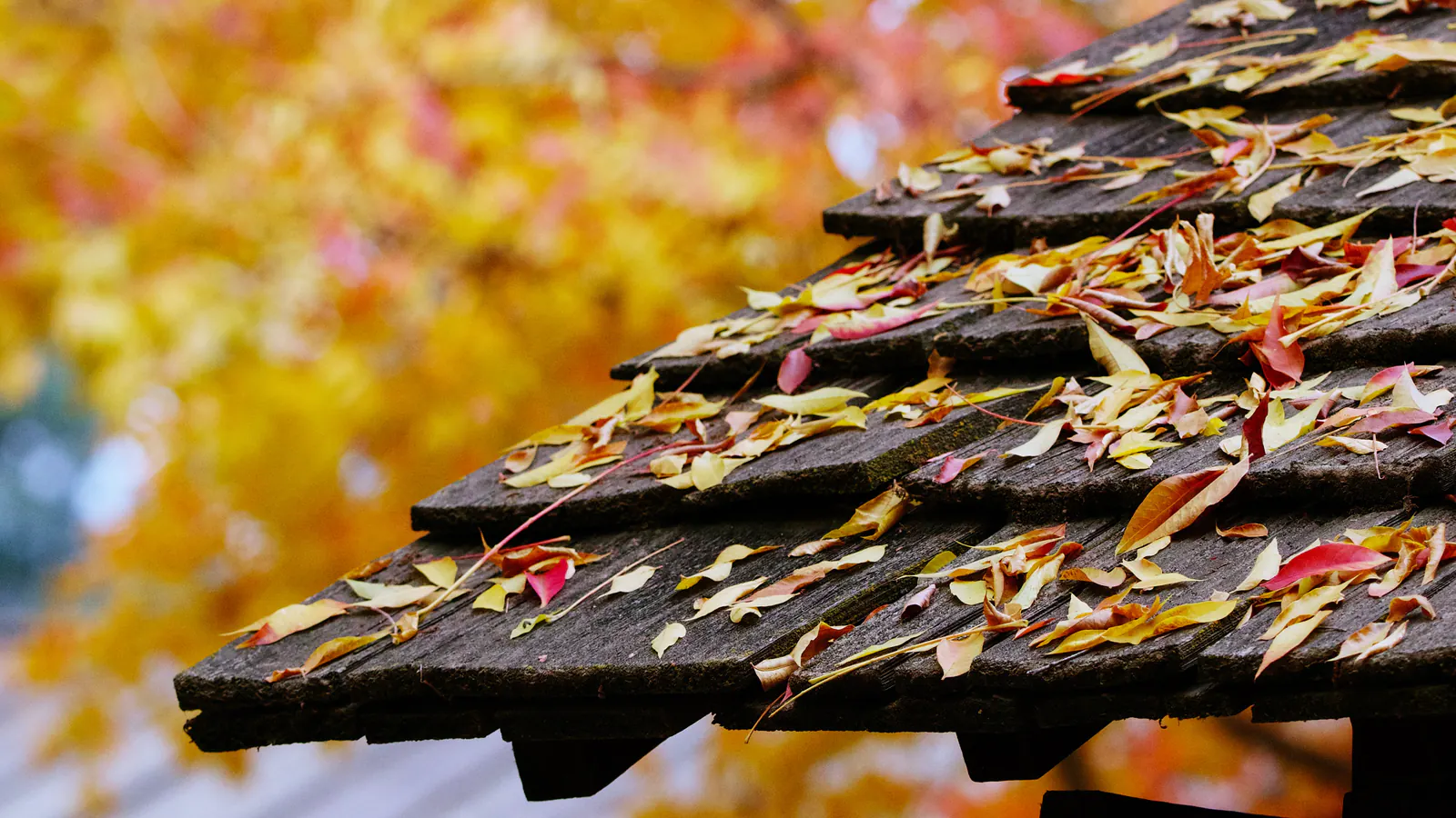 Colourful fallen autumn leaves piled along the lower courses of a weathered wood shingle roof edge, with bright yellow trees blurred behind.