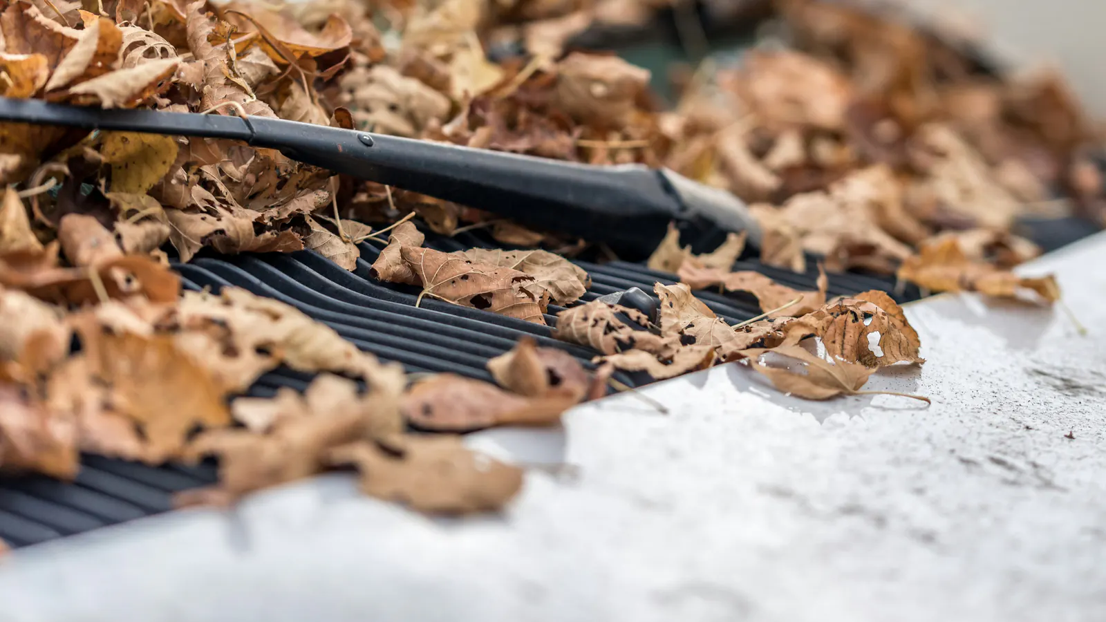 Dry brown leaves resting on top of a dark slotted guard along a white edge, with a few leaves slipping through