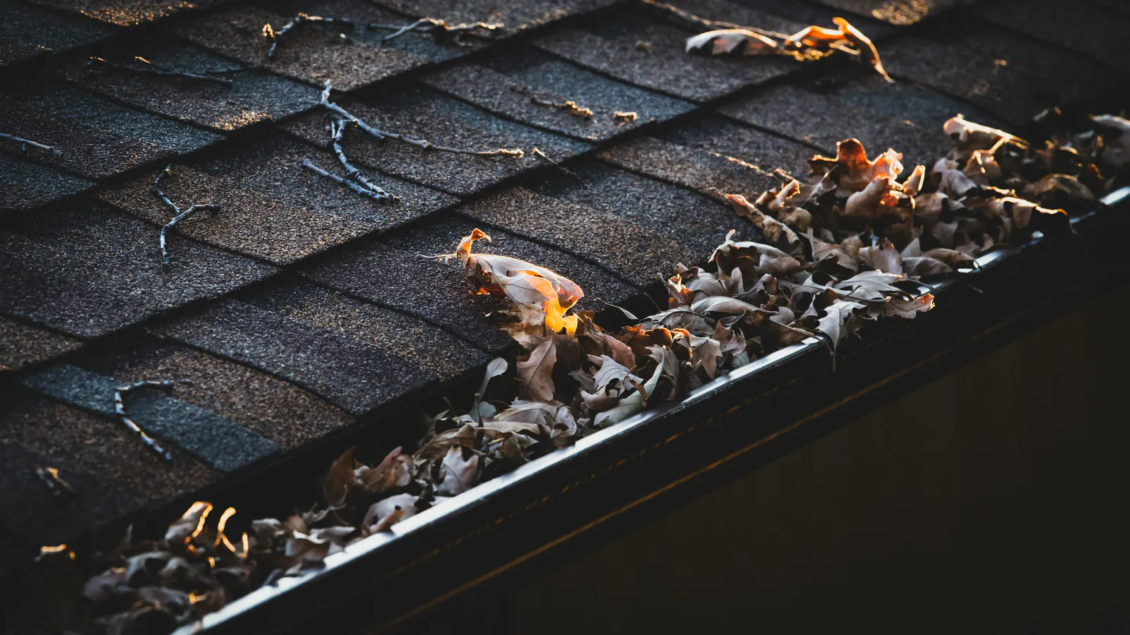 Edge of an asphalt shingle roof with a metal gutter running along it, dry leaves collected in the gutter and on the shingles