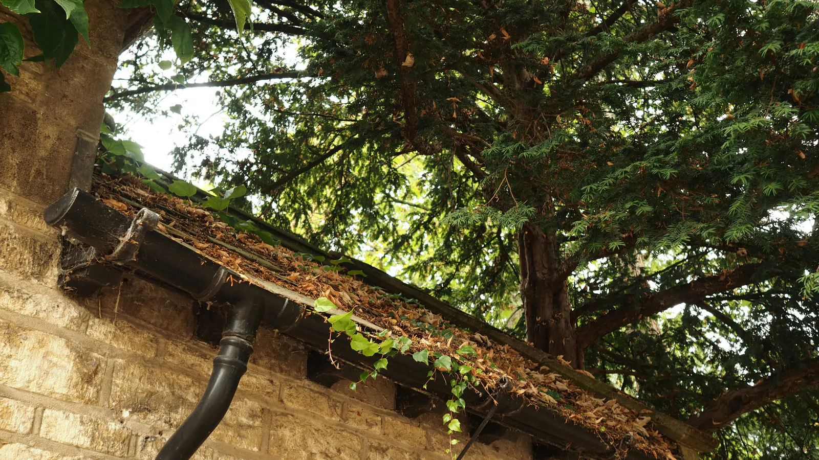 A dark gutter along a stone wall packed with dry leaves and debris, a downspout dropping from it, under the branches of an evergreen tree