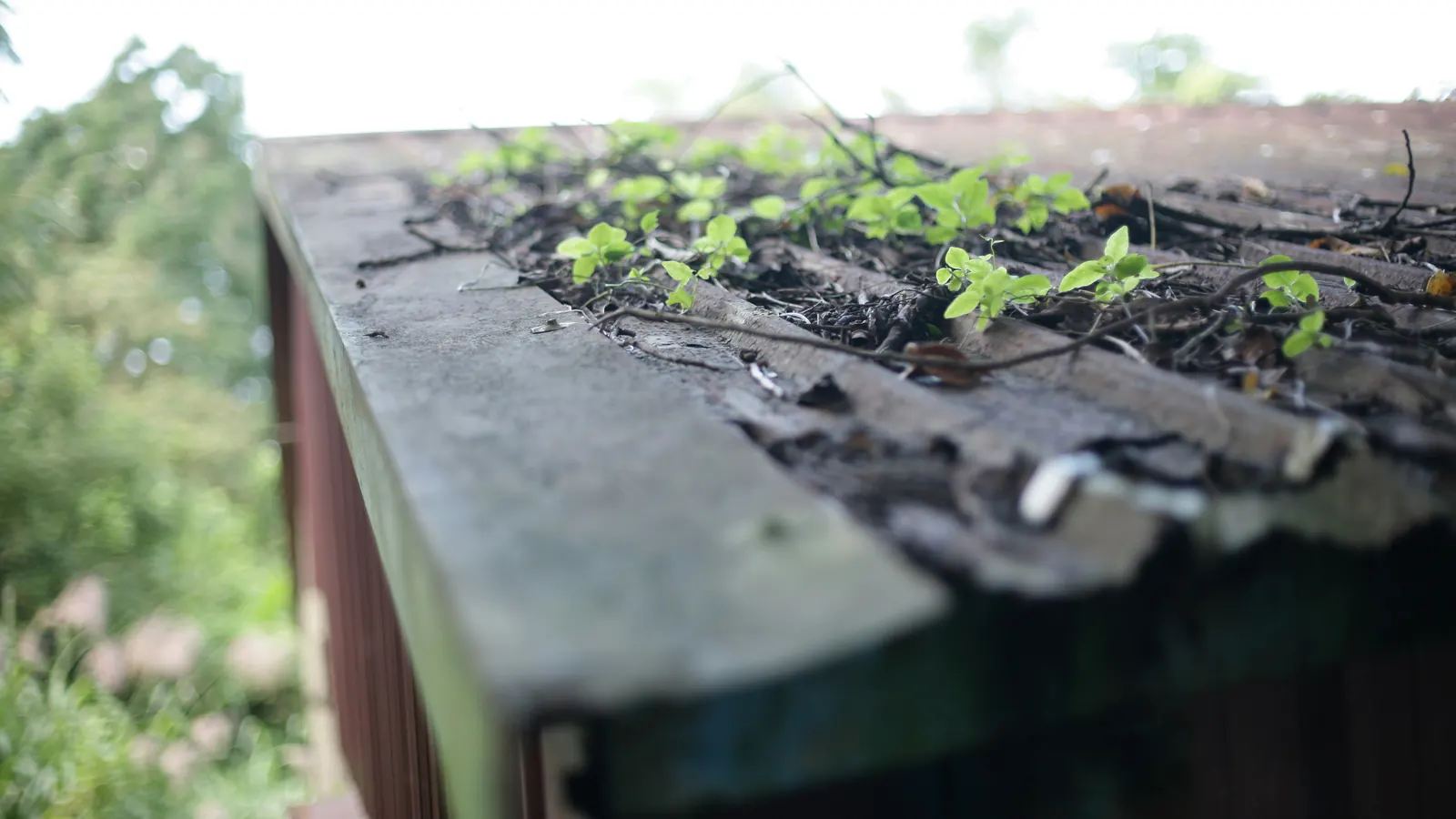 Close-up of an old roof-edge gutter packed with dark matted debris and twigs, small seedlings sprouting from the build-up
