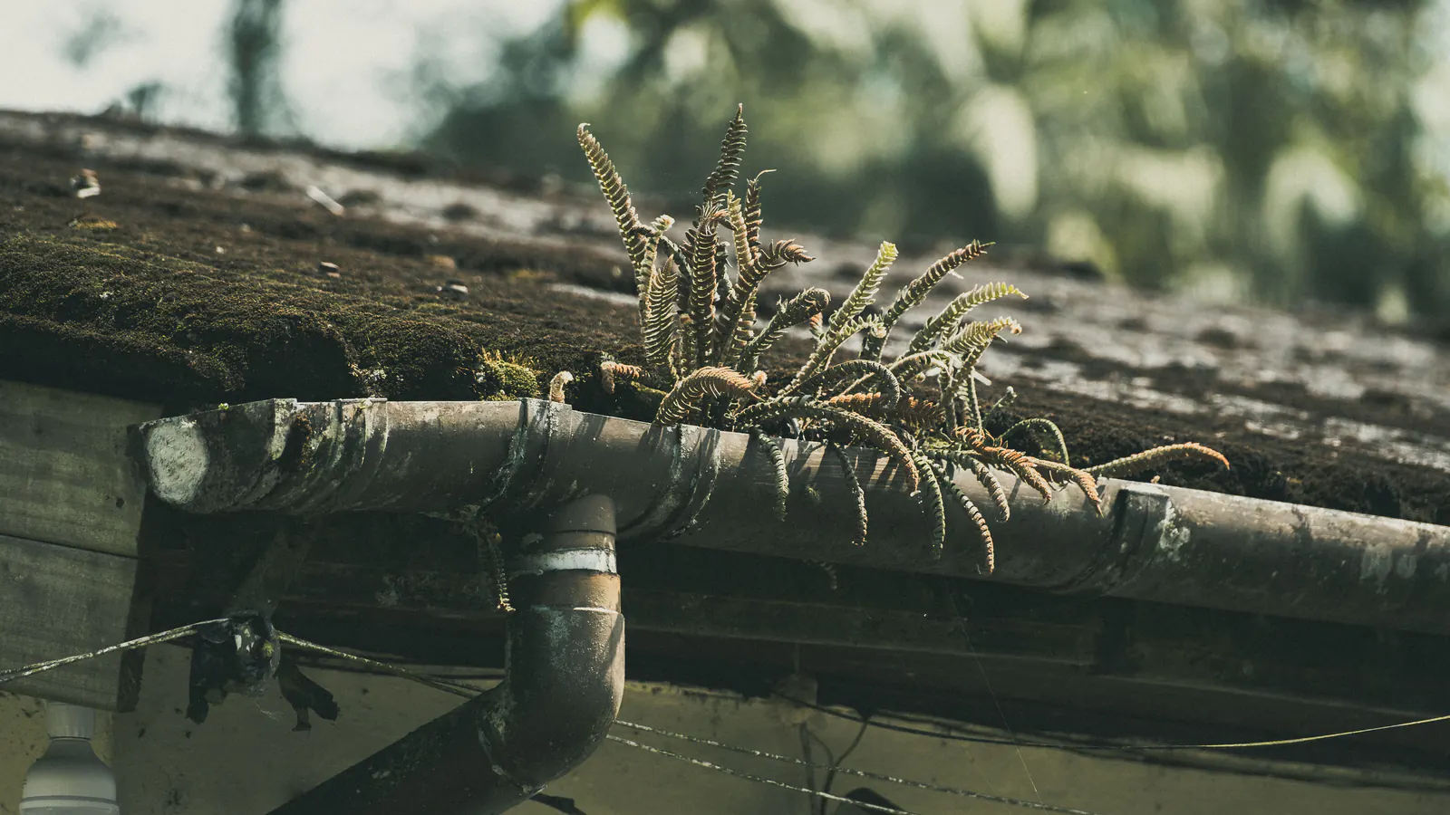 An aged metal gutter and downspout outlet beneath a mossy roof edge, with a fern growing out of the clogged gutter