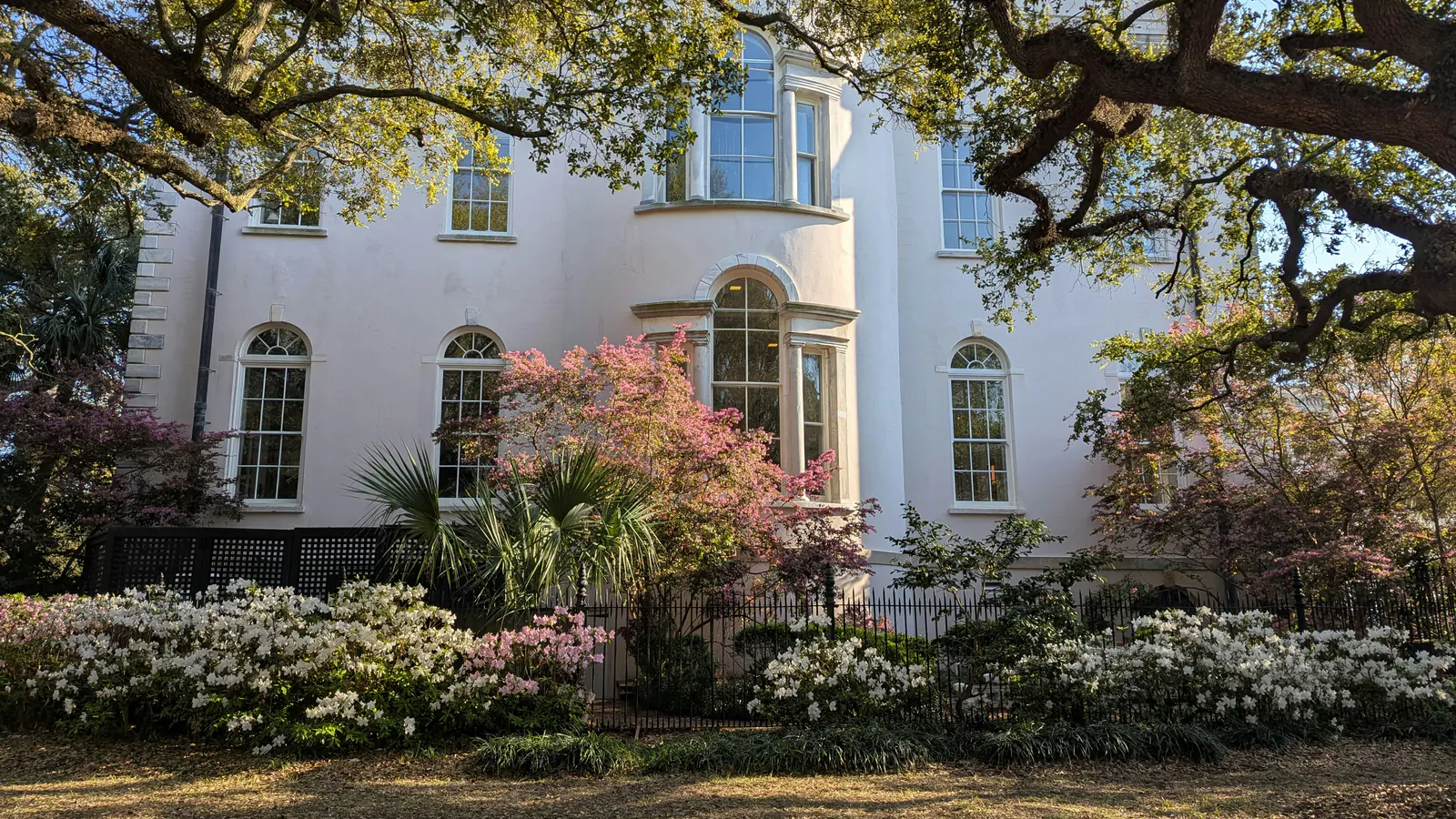 A large white house behind azaleas under the branches of an old oak