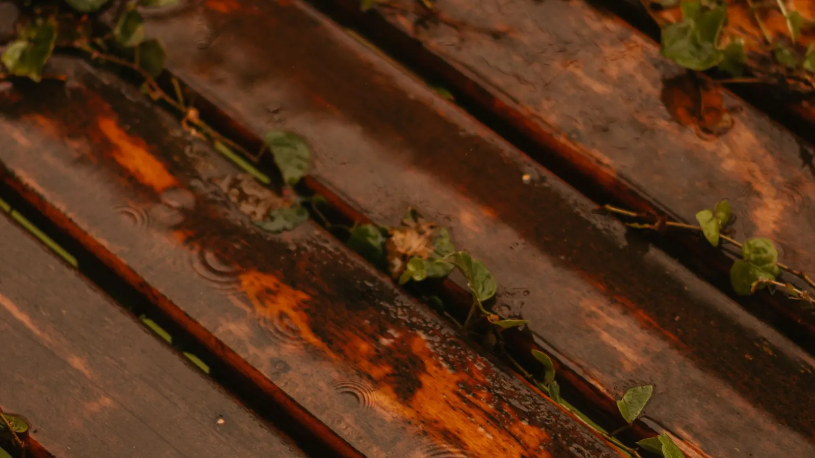 Wet reddish wood deck boards with small leaves and sprouts caught along the gaps between them