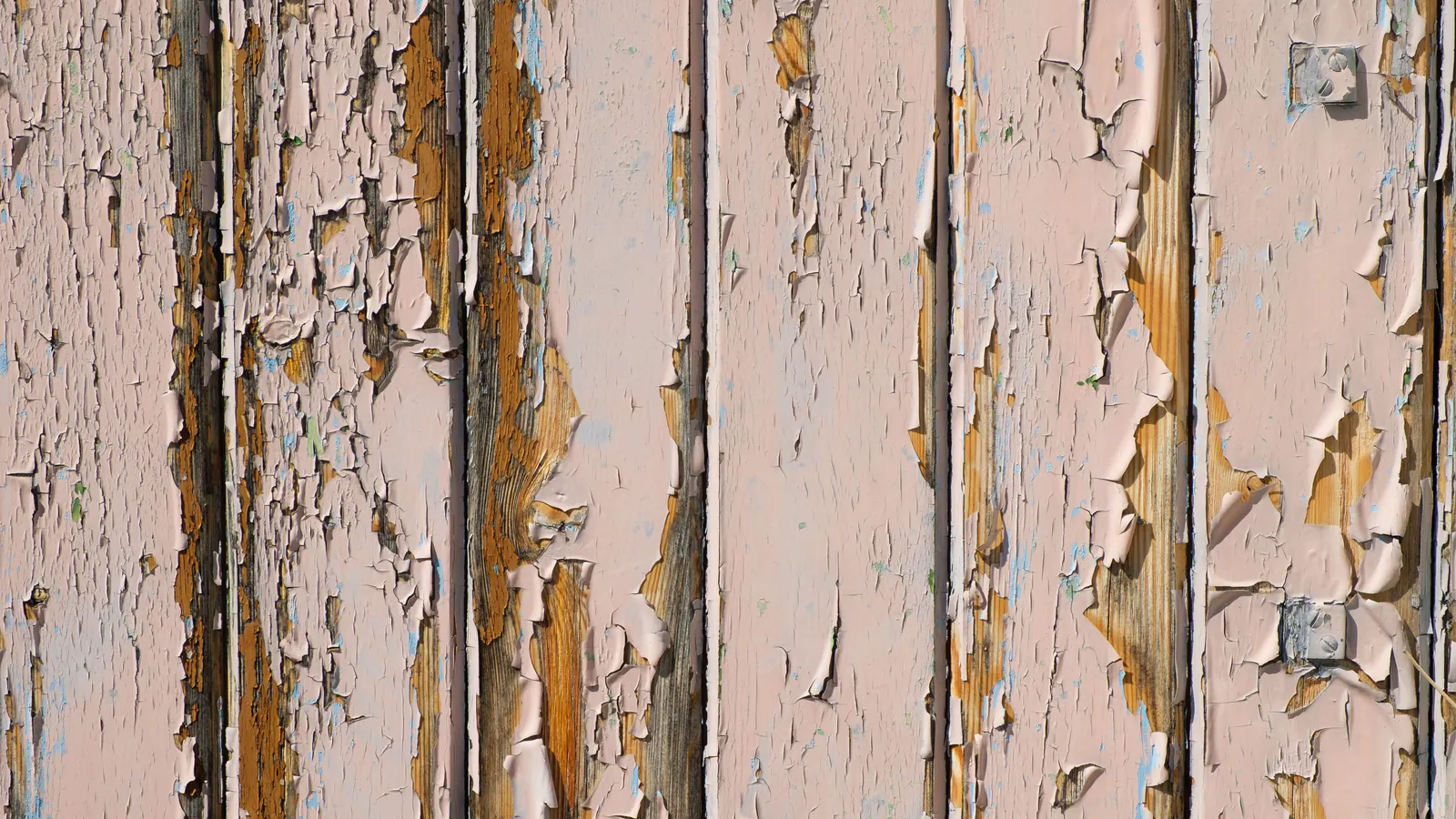 Pale pink paint cracking and curling off weathered vertical wood boards