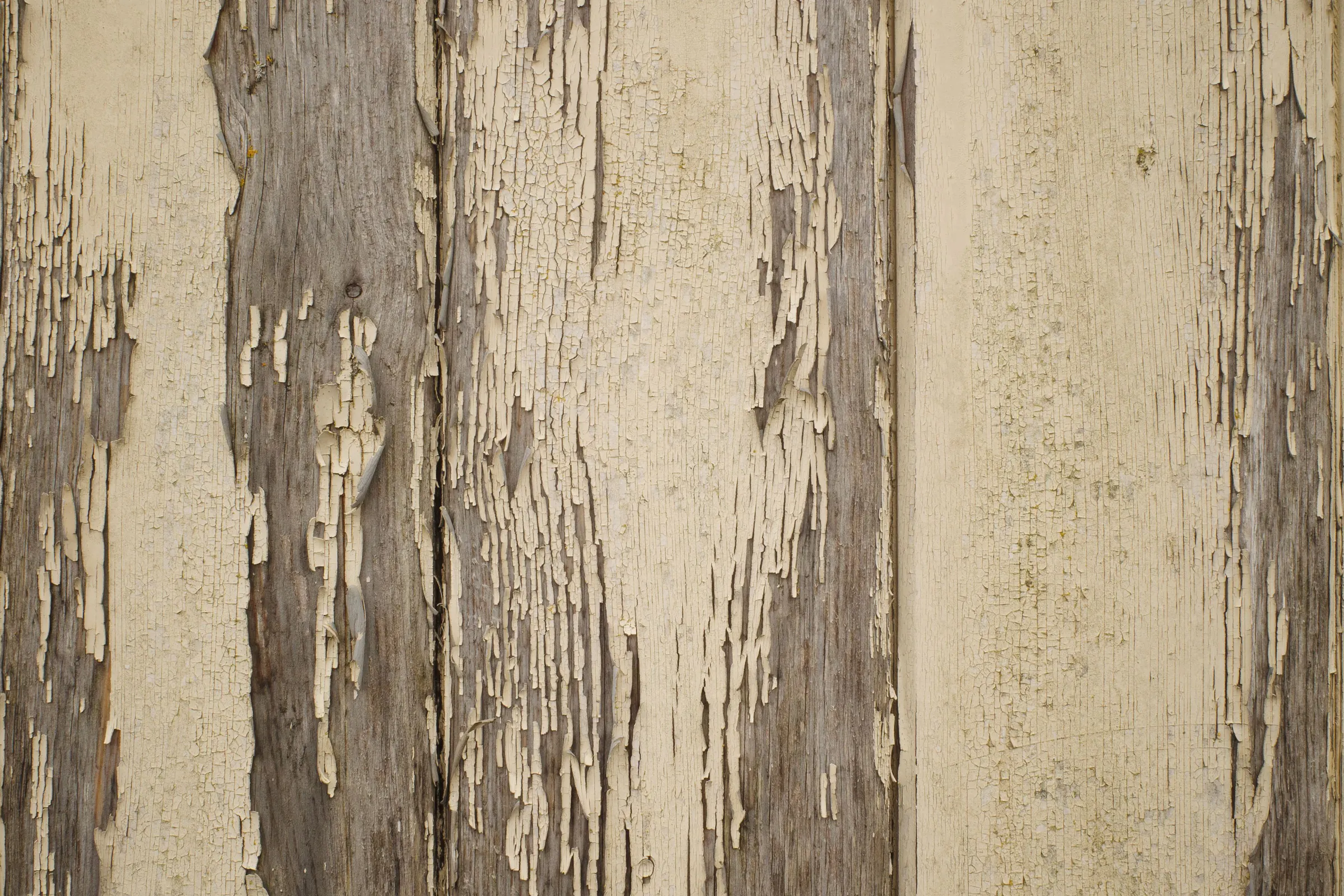 Cream paint peeling away from old vertical wood boards