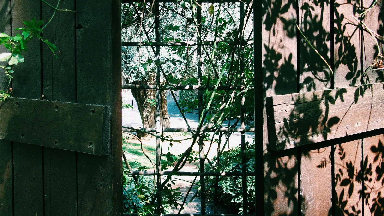 A dark green wooden gate standing open onto a sunlit garden path, with leaf shadows across the boards and a trellis beyond