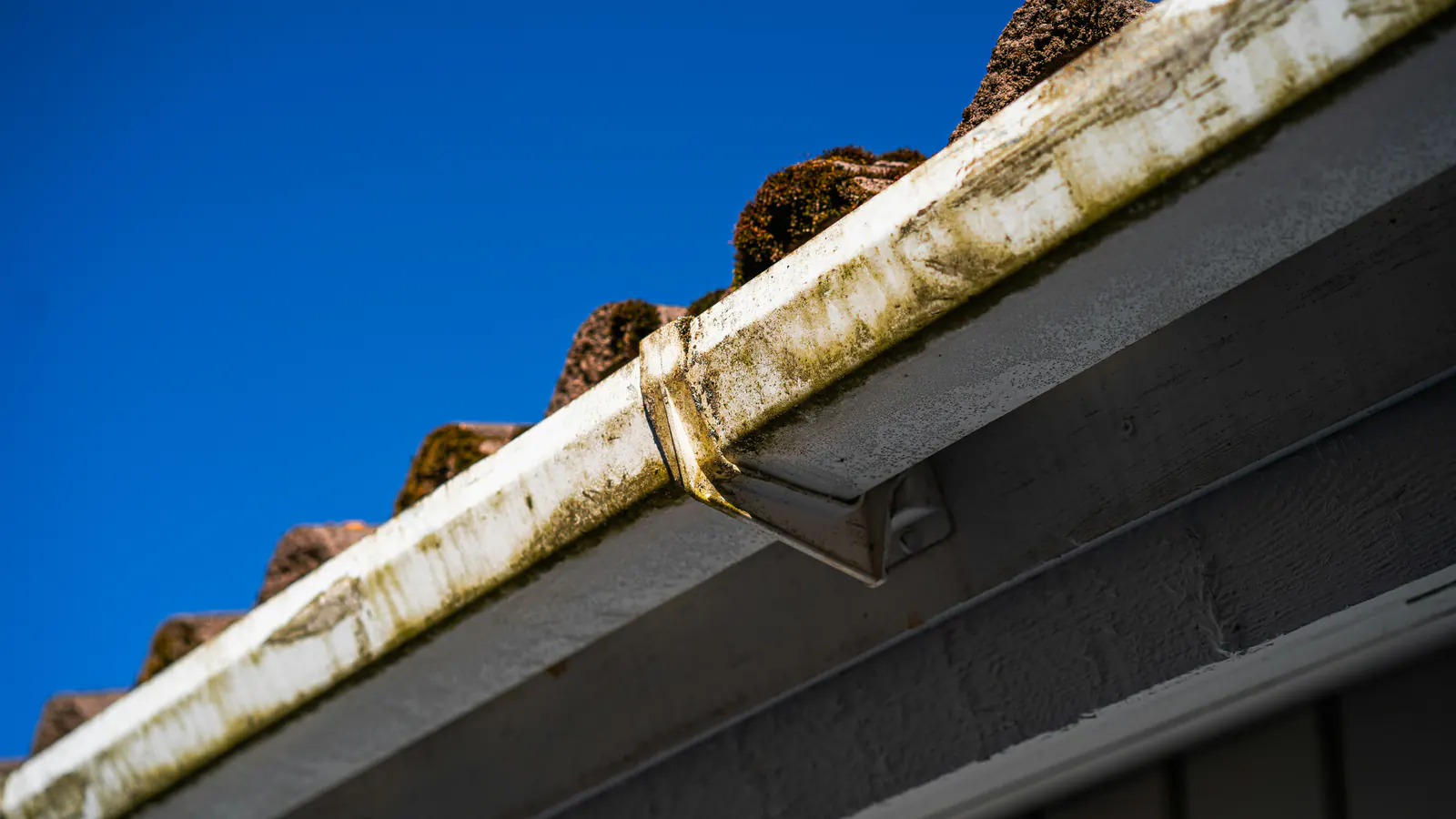 Low view of a weathered white gutter and fascia along a mossy tiled roof edge, with gray siding below and a clear blue sky