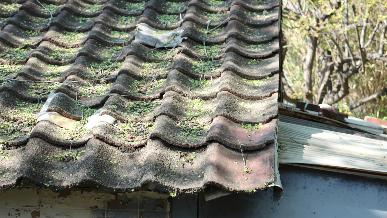 Old clay roof tiles at the eave edge with moss, small plants and debris growing in the gaps between rows, over a metal-clad wall.