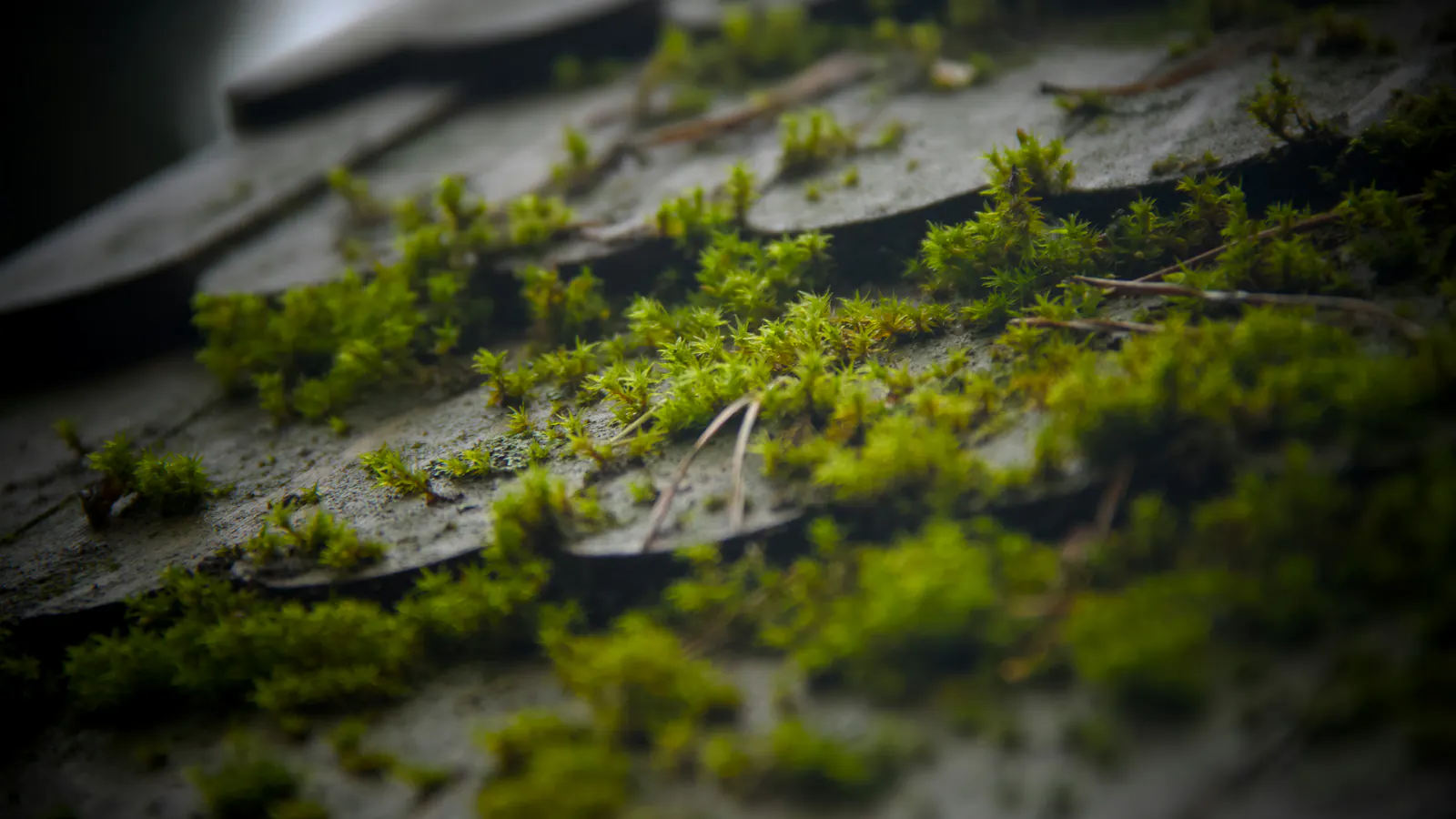 Bright green moss growing along the edges and seams of weathered grey roof shingles, shot close with a soft dark vignette.