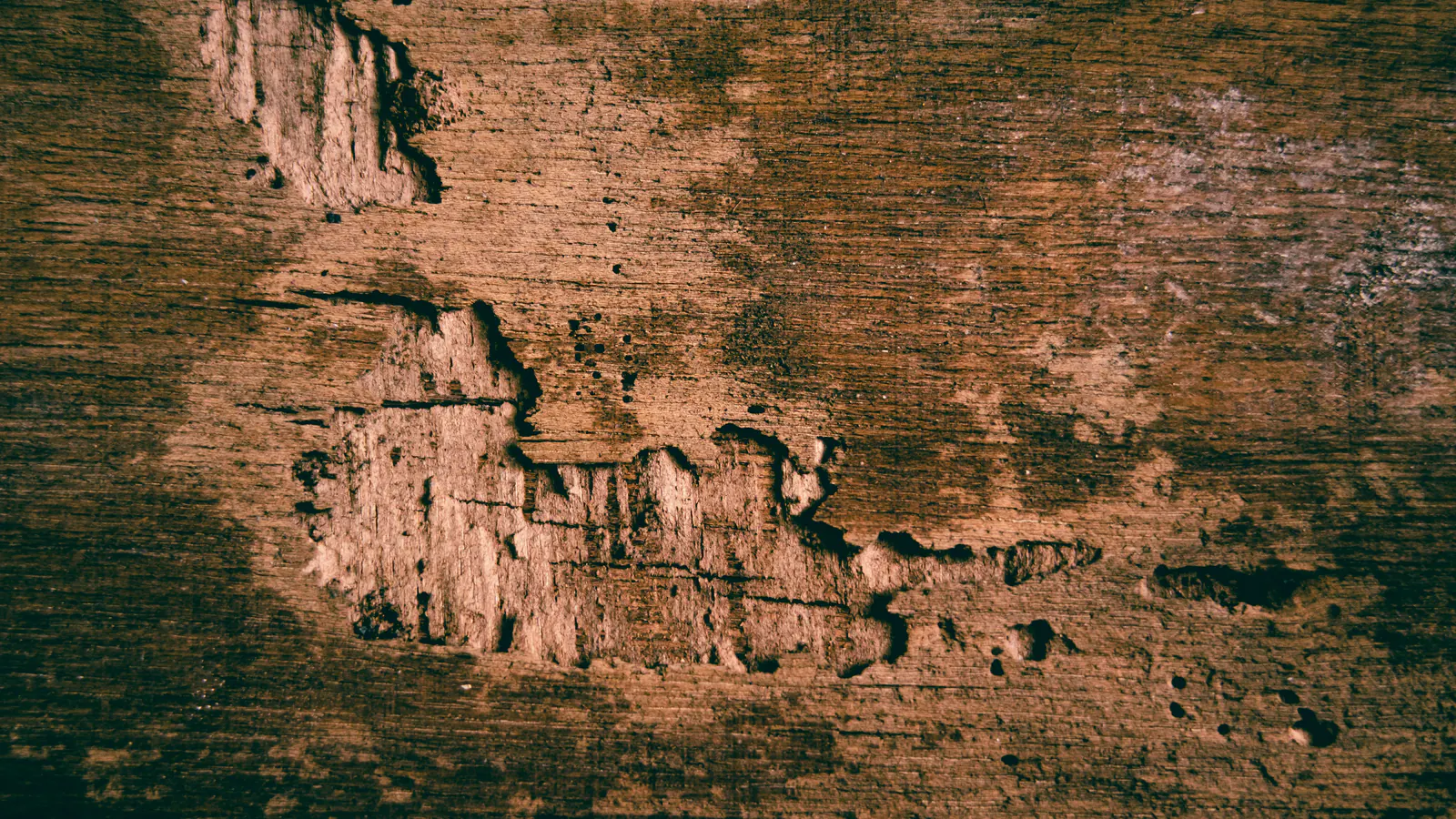 Close-up of old plywood with its surface layers rotted and peeling away, exposing rough decayed wood beneath dark stains