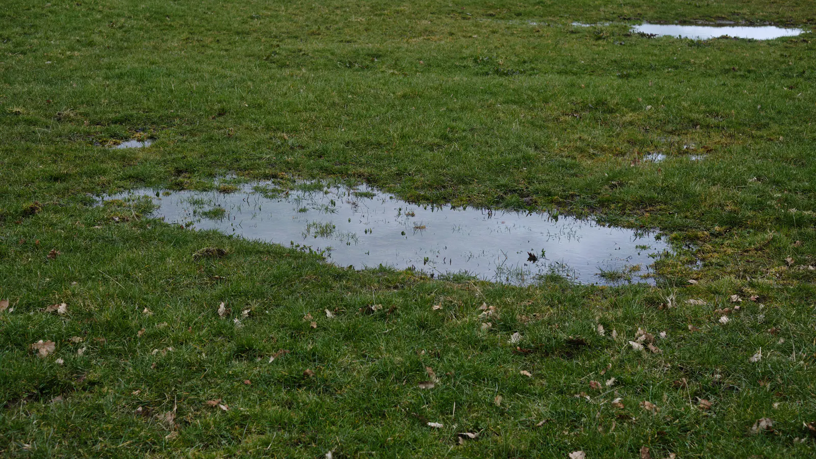Shallow standing water pooled in low spots on a green lawn after rain, with fallen leaves scattered across the grass