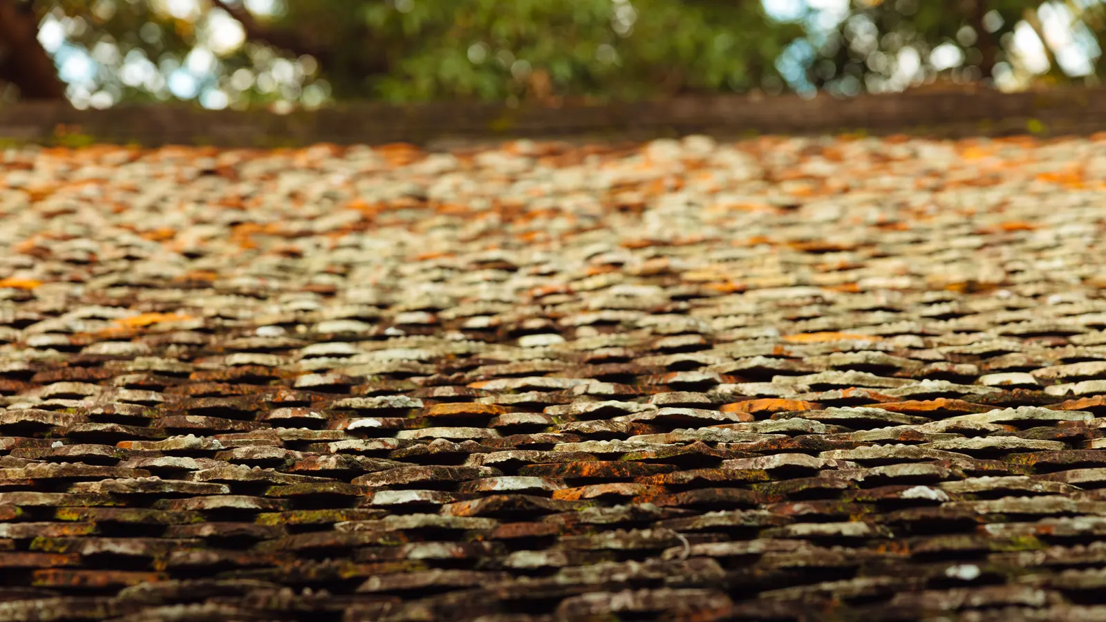 Weathered roof tiles covered in orange and gray lichen