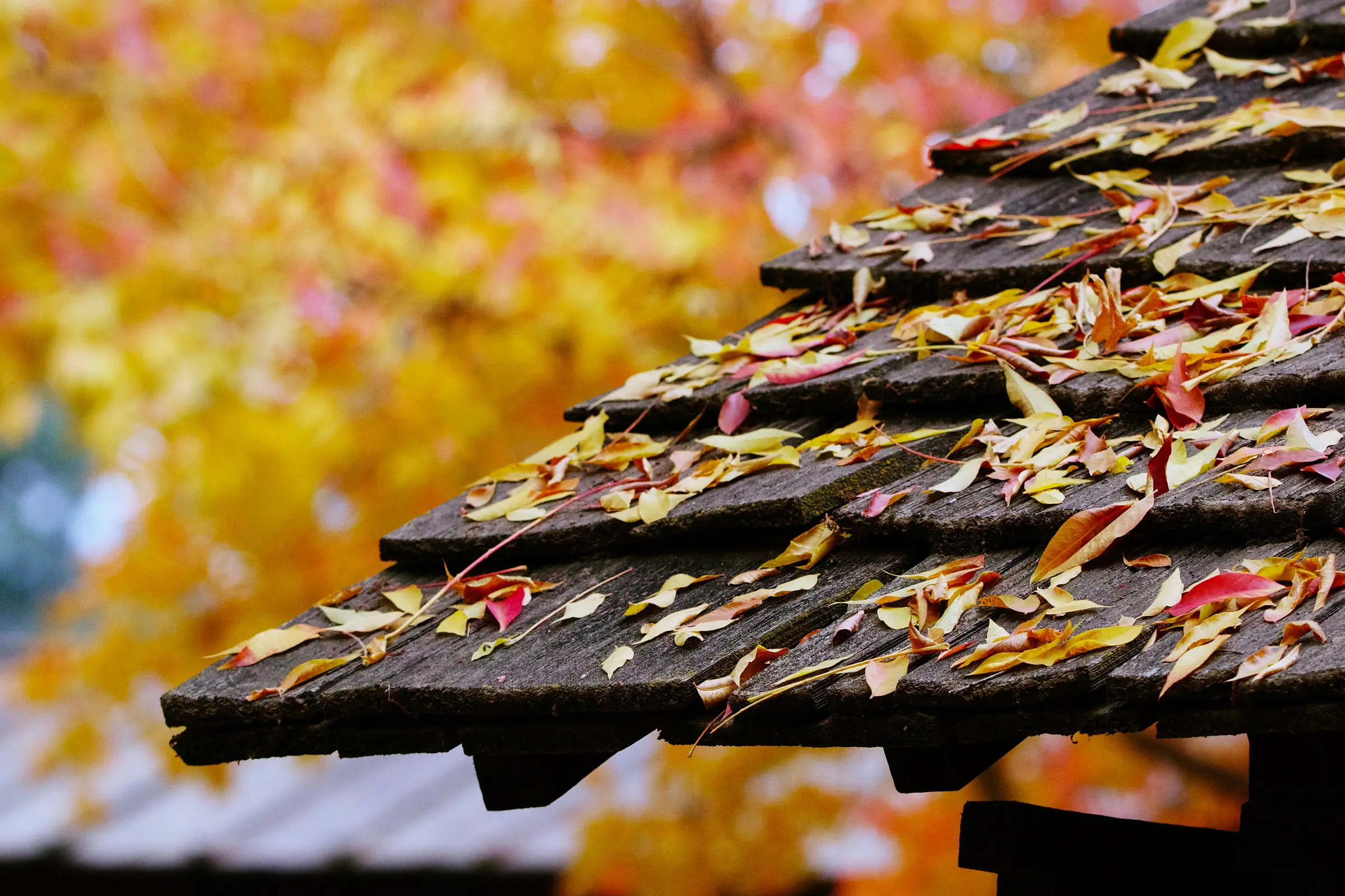 Fallen autumn leaves scattered across a wood shingle roof, yellow trees behind