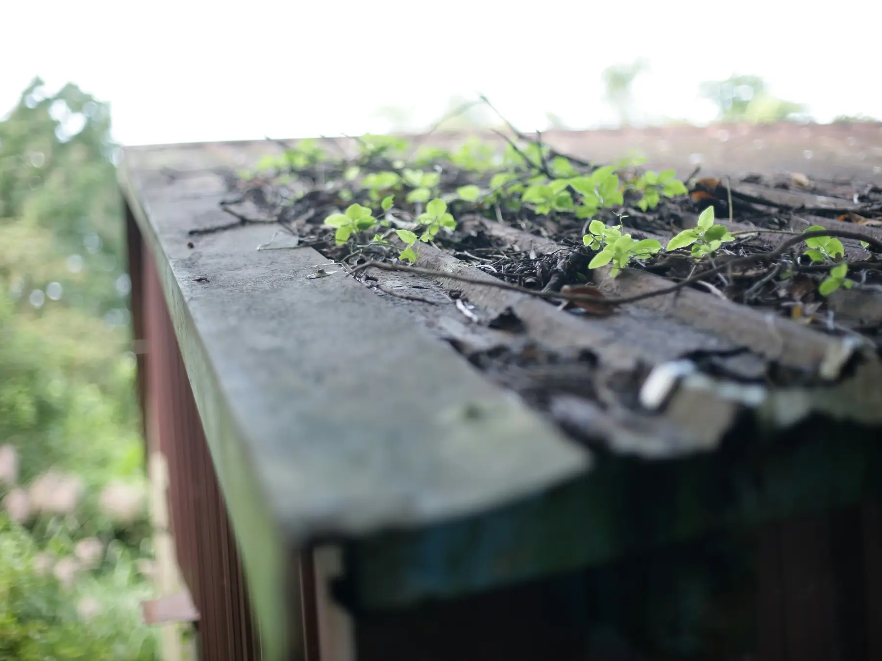 Twigs, rotting leaves and small green seedlings along the worn edge of a low roof