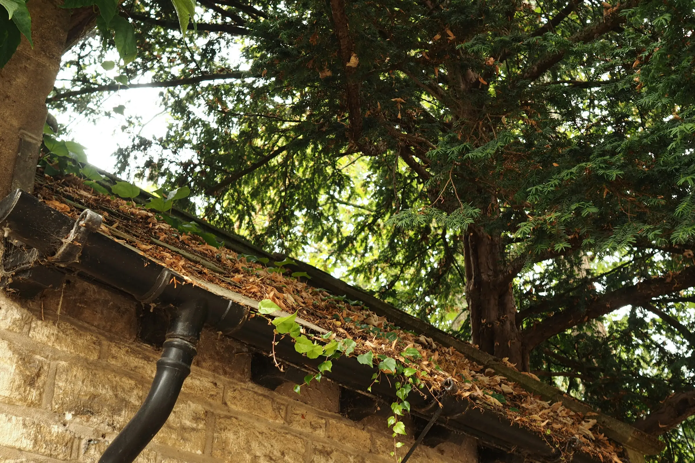 A black gutter along a stone wall, filled with dry brown leaves under a large evergreen tree