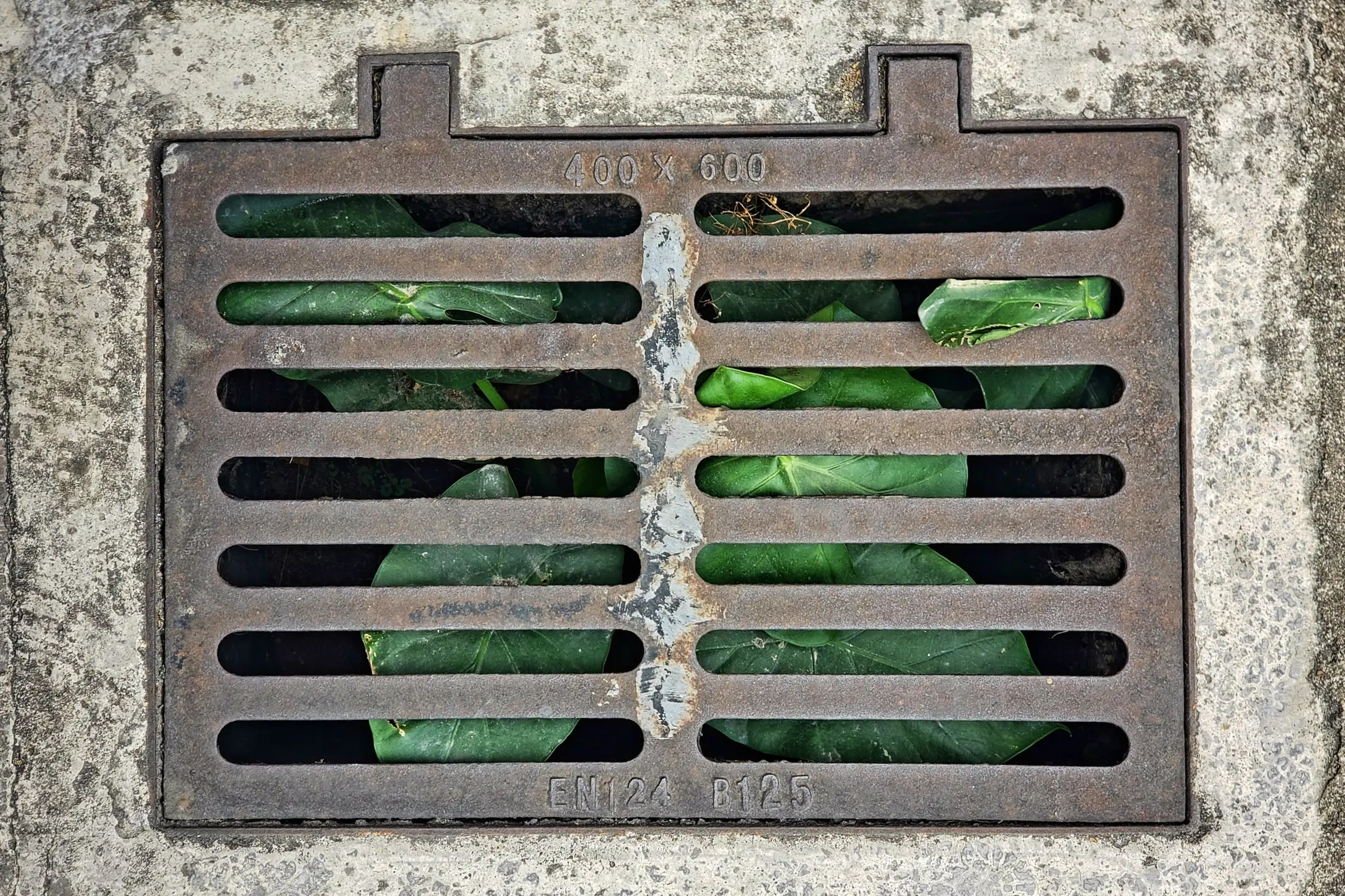 Green leaves caught under a cast iron drain grate set in concrete