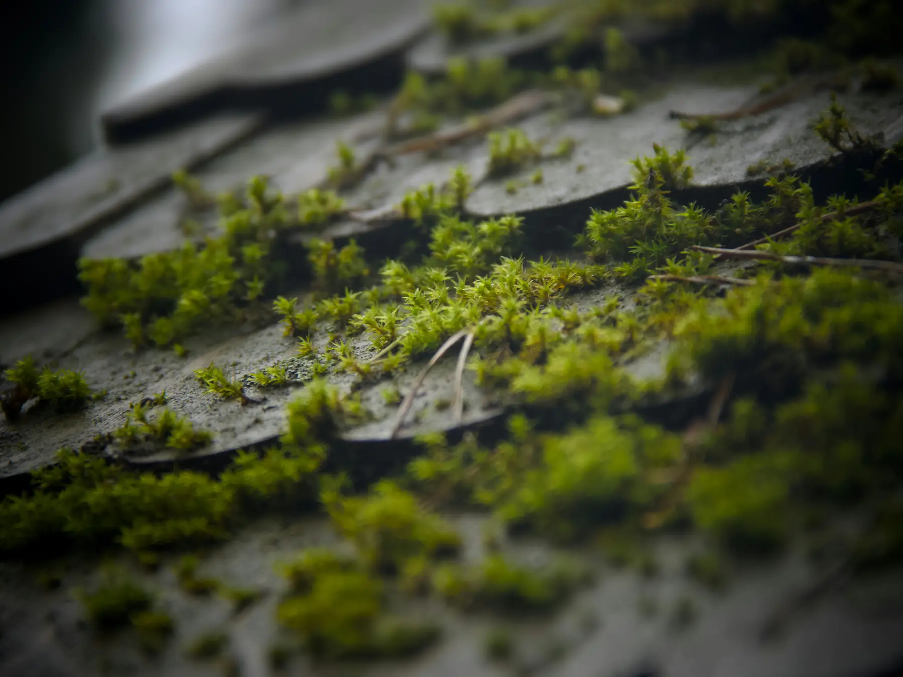 Green moss and pine needles on gray weathered roof shingles