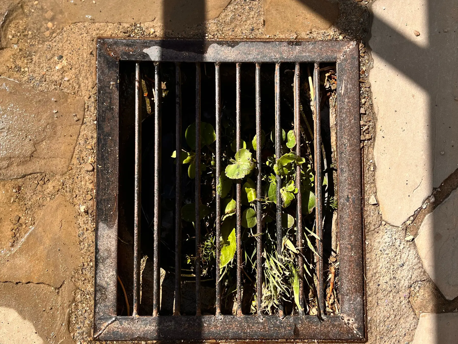 A rusted square drain grate in a flagstone patio, weeds growing up through the bars