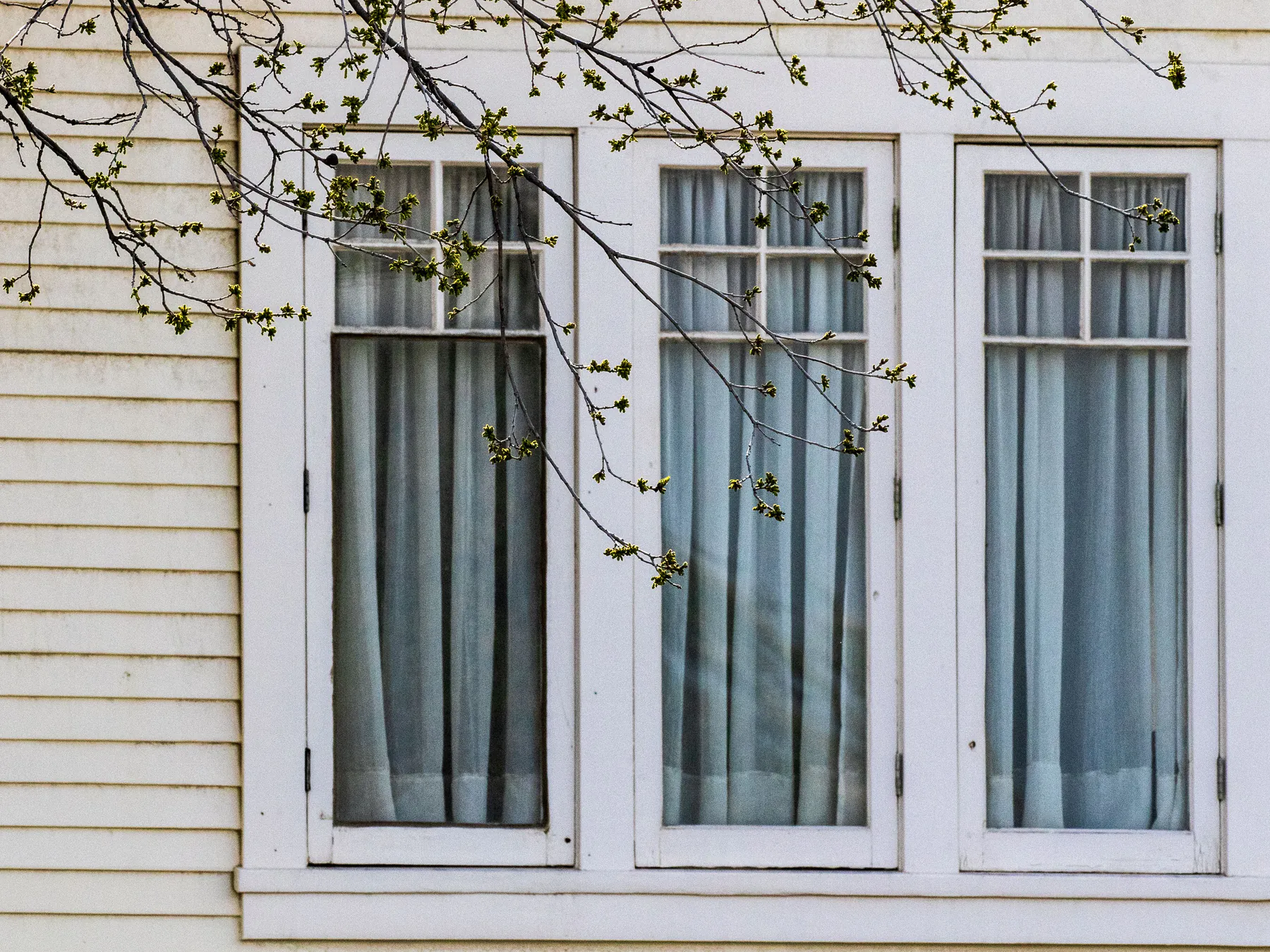Three tall white-cased windows side by side on cream clapboard siding, spring branches across the top