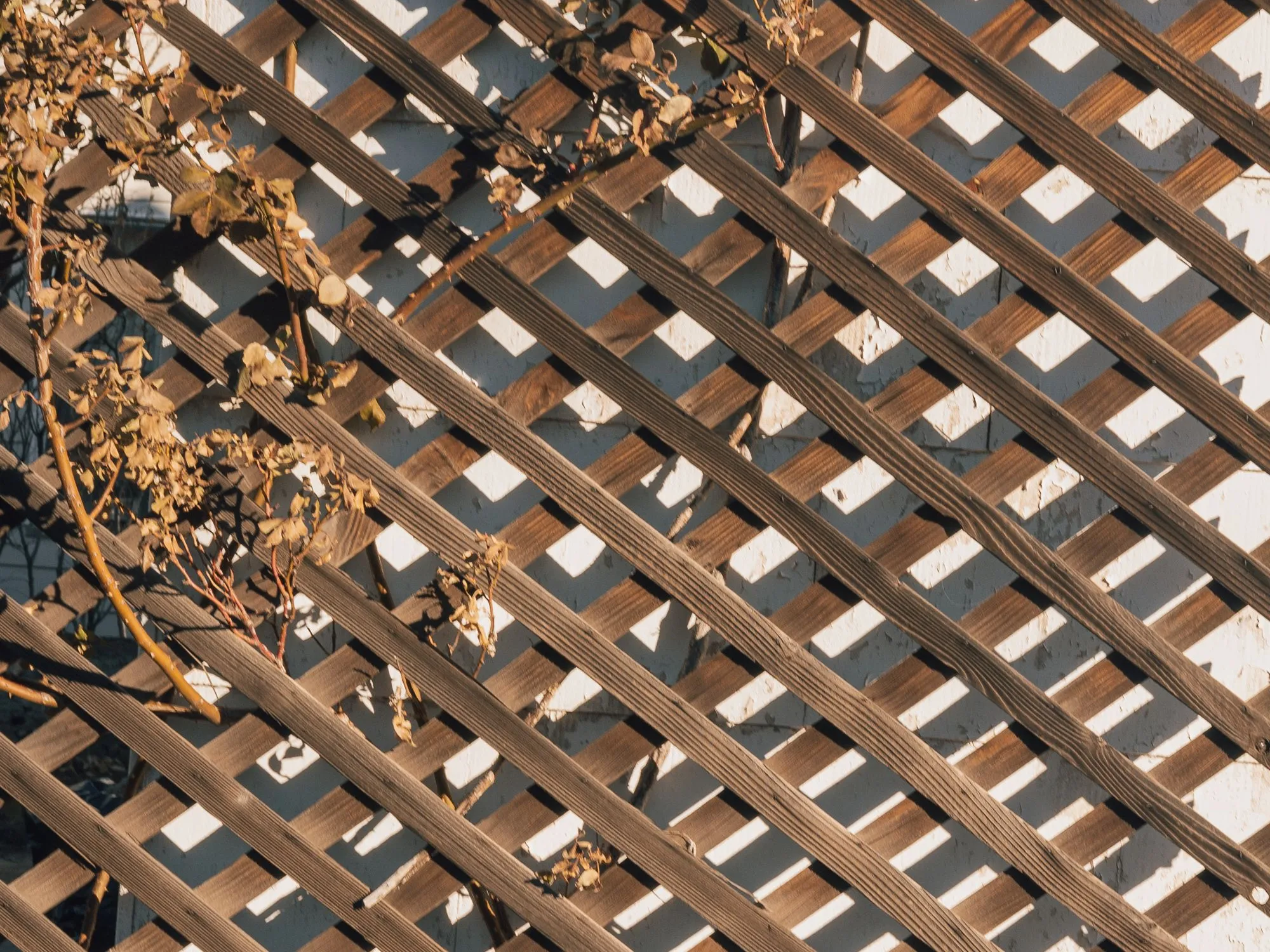 A wood lattice panel with dry, dead vines tangled through it