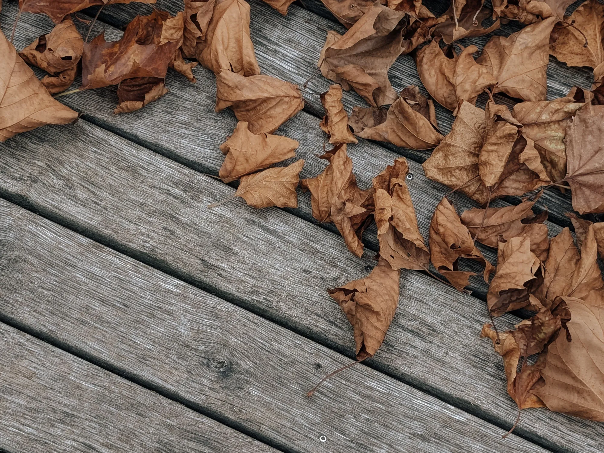 Dry brown leaves piled on gray deck boards