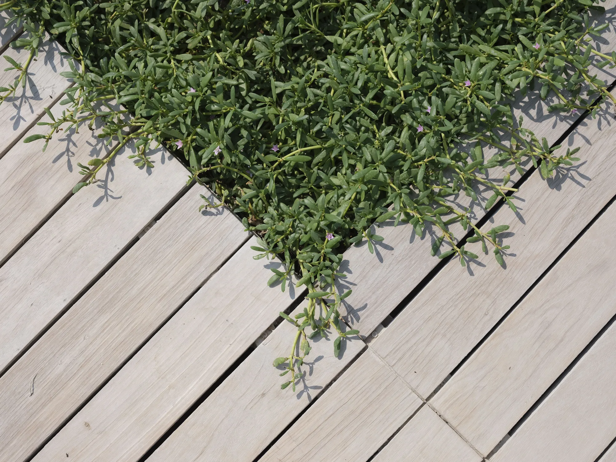 A green shrub growing over the edge of gray deck boards