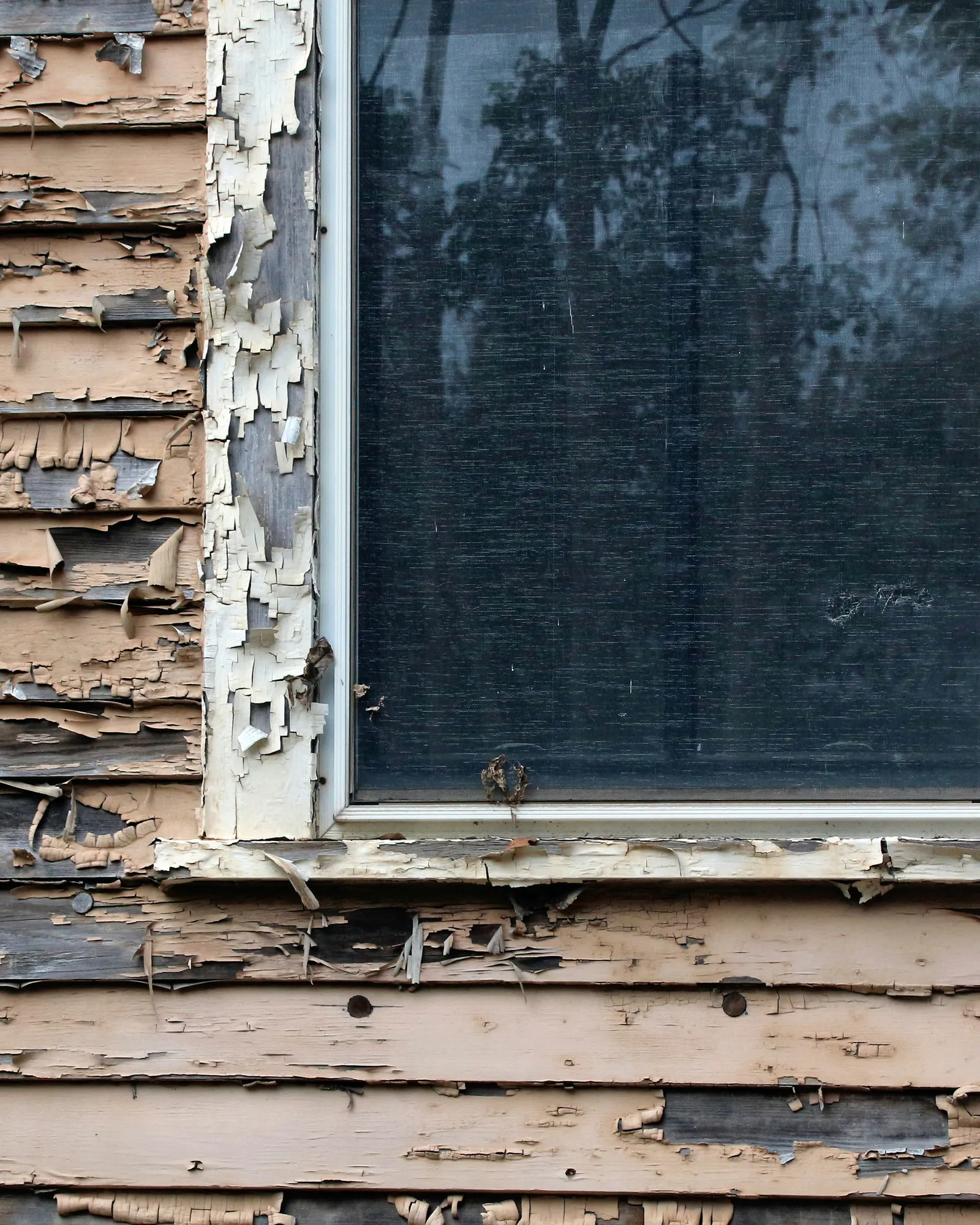 Old wood lap siding with its paint peeling away in sheets around a window