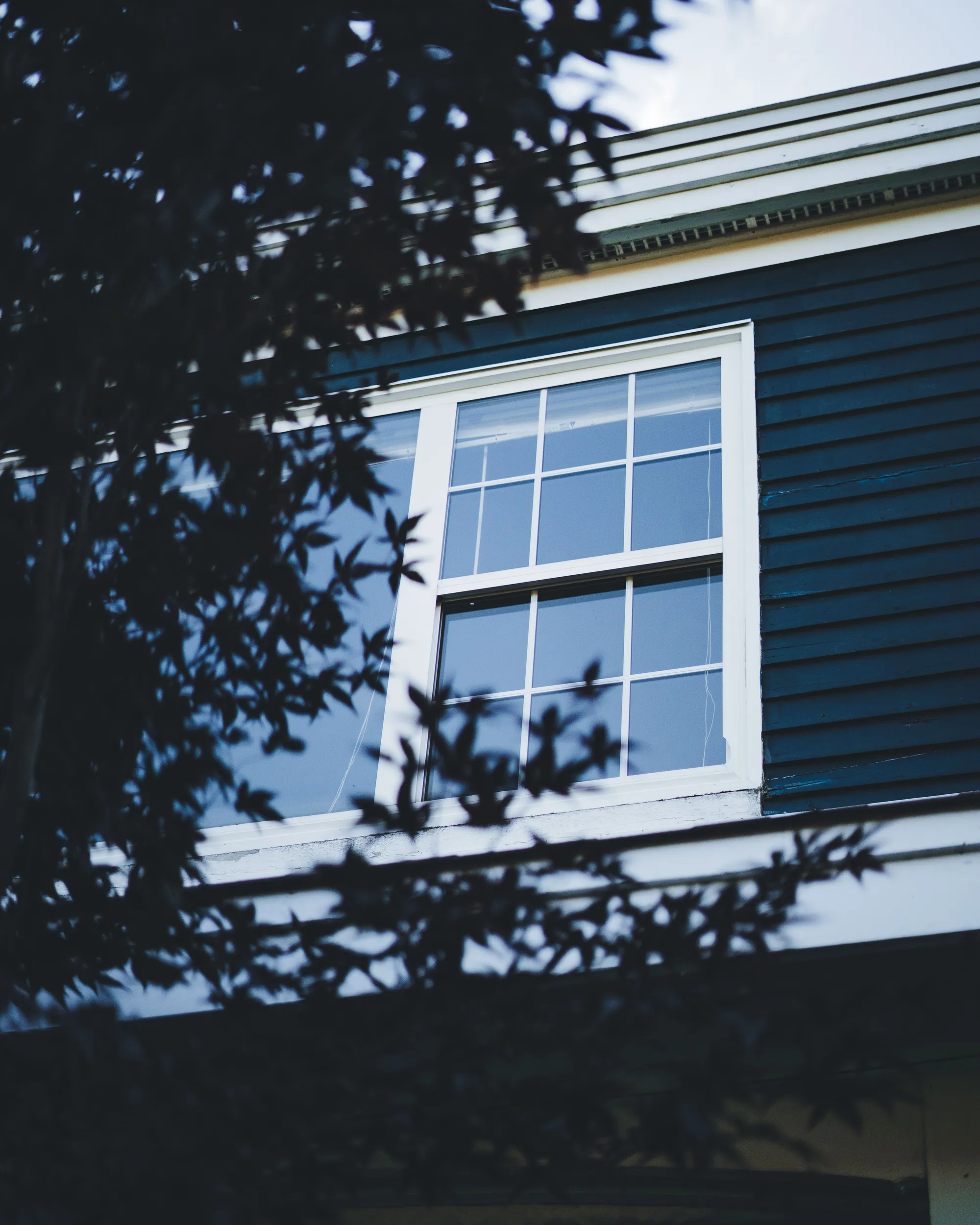 A white-trimmed window in dark navy lap siding, seen from below through the leaves of a maple