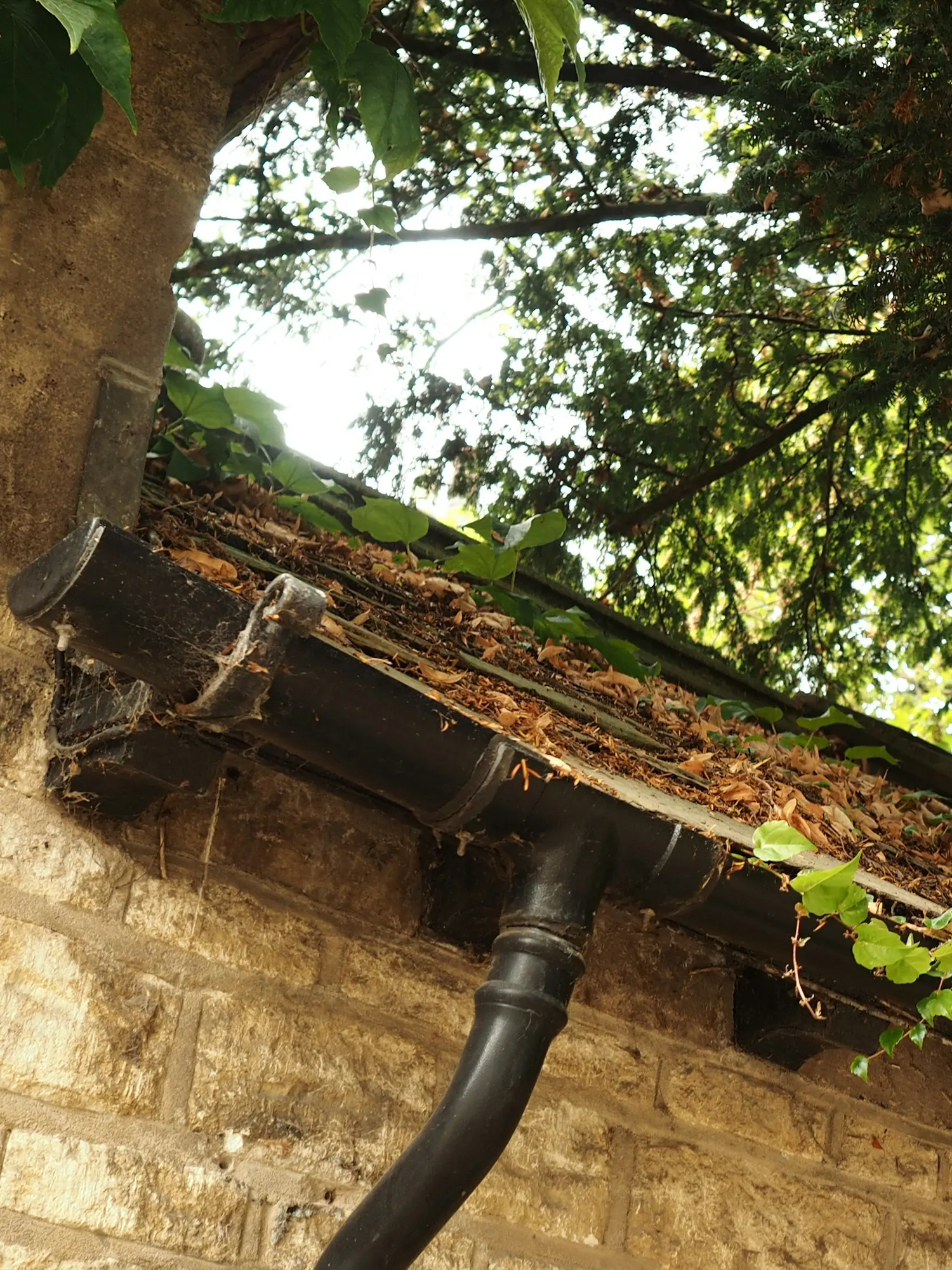 A dark gutter along a stone wall, filled with dry needles and leaves under a tree