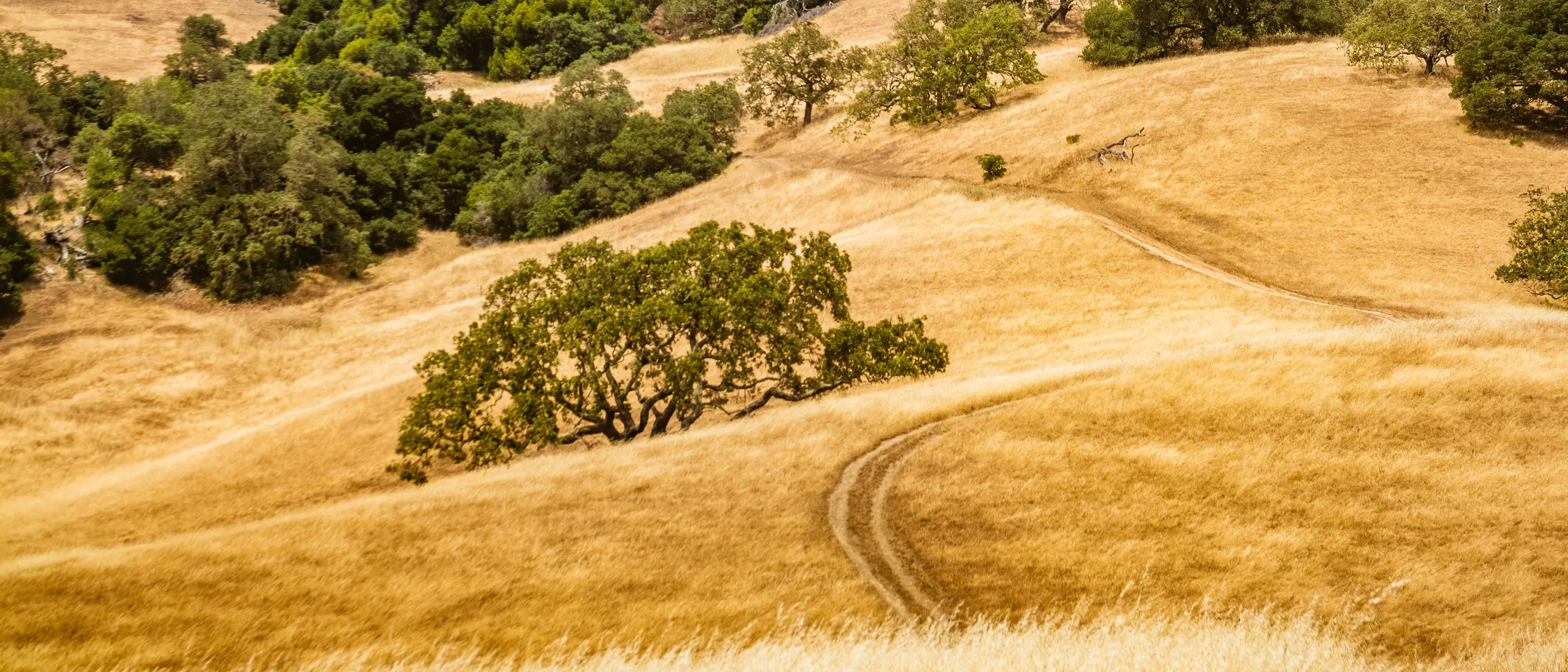 Golden dry grass hills dotted with oak trees and a dirt track